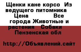 Щенки кане корсо! Из ведущего питомника! › Цена ­ 60 000 - Все города Животные и растения » Собаки   . Пензенская обл.
